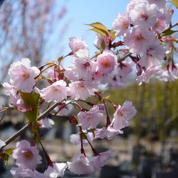 Prunus - 'First Blush®' Flowering Cherry