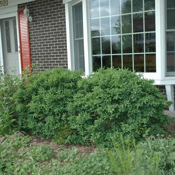 Buxus - Chicagoland Green® Boxwood