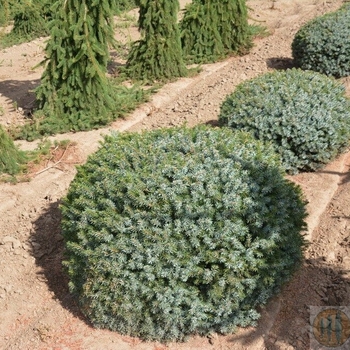 Picea omorika - 'Nana' Dwarf Serbian Spruce