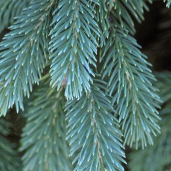 Picea glauca - 'Densata' Black Hills Spruce