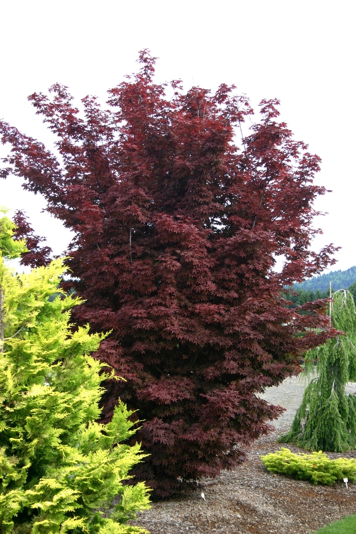 'Twombly's Red Sentinel' Japanese Maple - Acer palmatum from Paradise Acres Garden Center