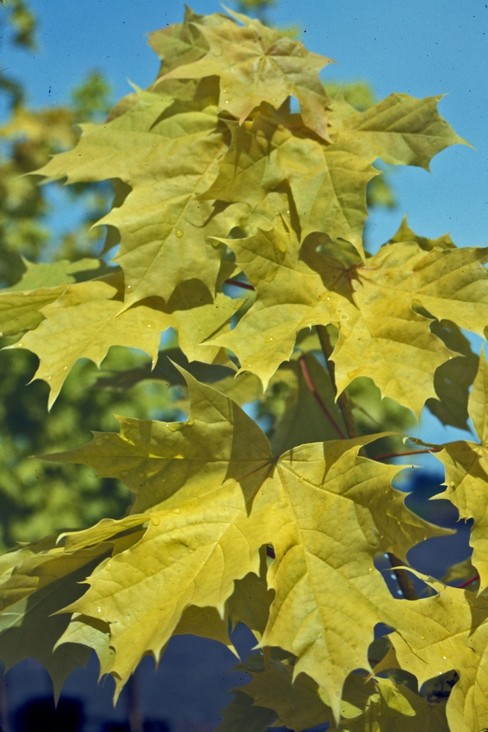 'Princeton Gold' Norway Maple - Acer platanoides from Paradise Acres Garden Center