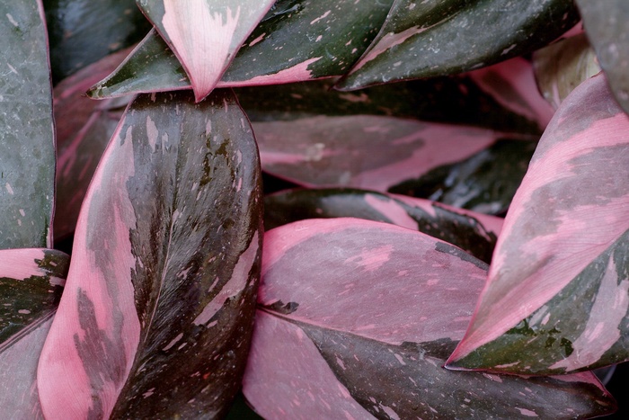 ''Pink Princess'' - Philodendron erubescens from Paradise Acres Garden Center