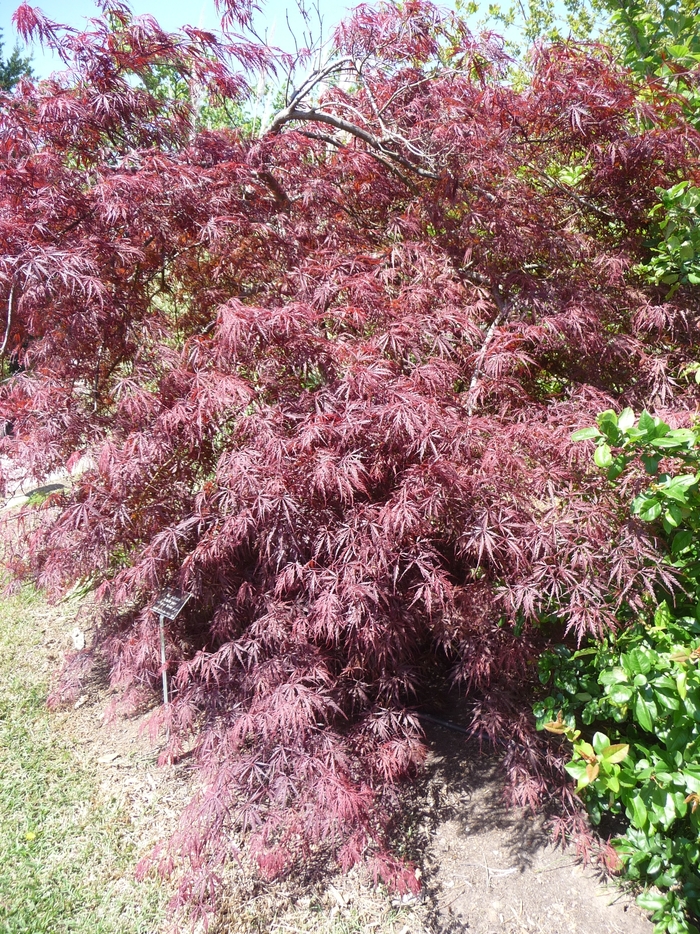 'Tamukeyama' Japanese Maple - Acer palmatum var. dissectum from Paradise Acres Garden Center
