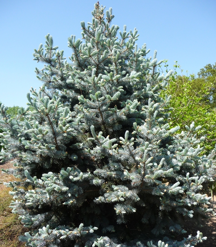 'Hoopsii' Blue Spruce - Picea pungens from Paradise Acres Garden Center