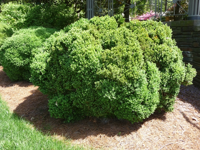 'Green Velvet' Boxwood - Buxus from Paradise Acres Garden Center