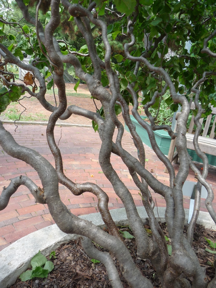 'Contorta' Harry Lauder's Walking Stick - Corylus avellana from Paradise Acres Garden Center