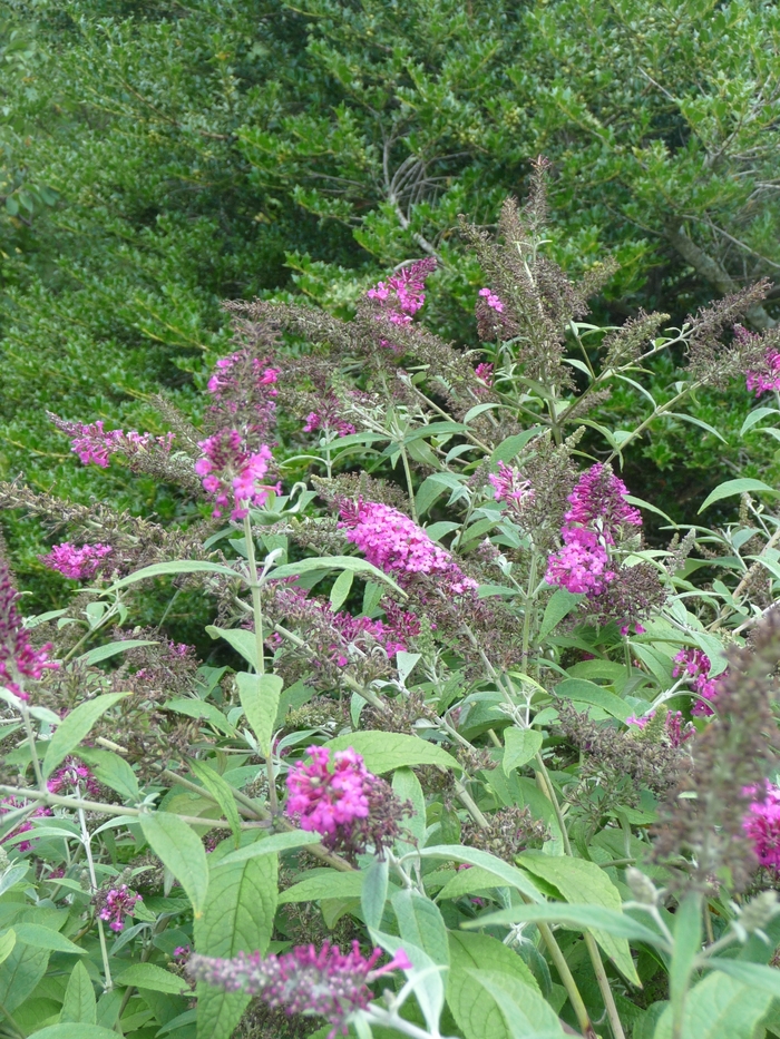 ''Miss Ruby'' Butterfly Bush - Buddleia from Paradise Acres Garden Center
