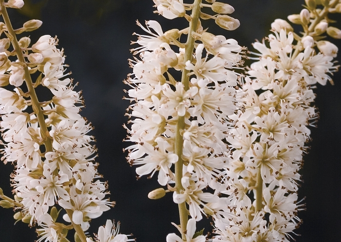 ''Vanilla Spice®'' Summersweet - Clethra alnifolia from Paradise Acres Garden Center