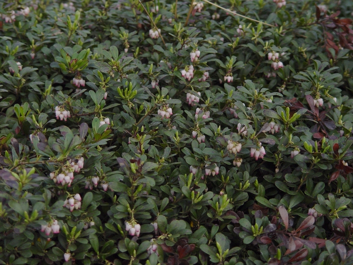 ''Massachusetts'' Common Bearberry - Arctostaphylos uva-ursi from Paradise Acres Garden Center