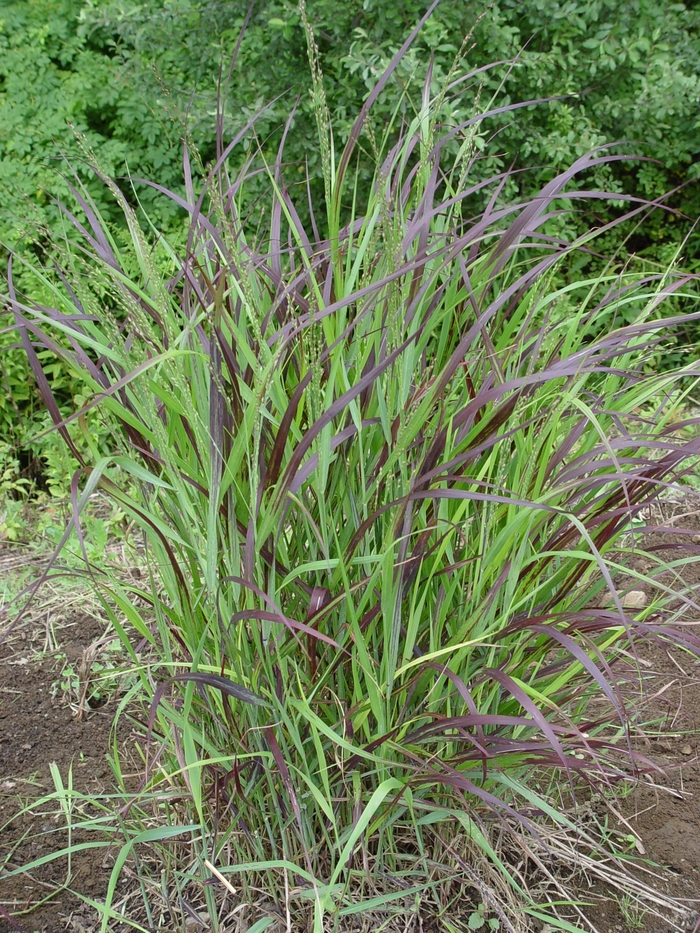 ''Shenandoah'' Switch Grass - Panicum virgatum from Paradise Acres Garden Center