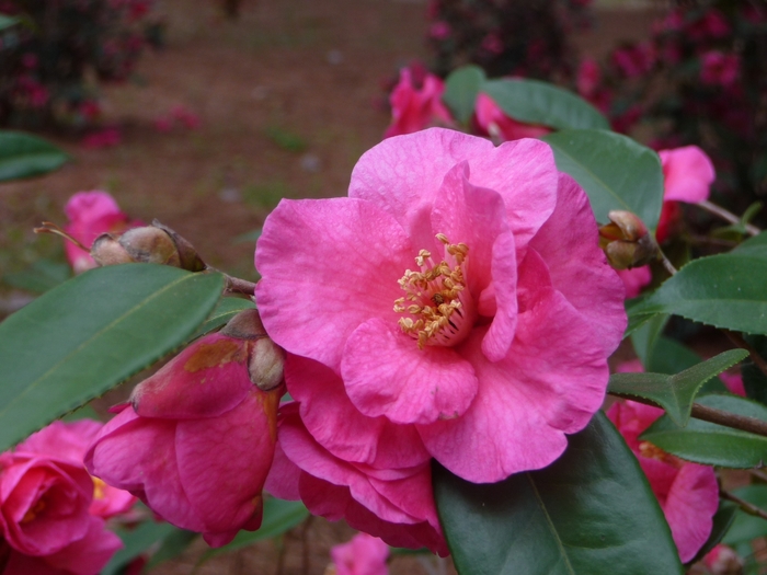 'Kanjiro' - Camellia sasanqua from Paradise Acres Garden Center