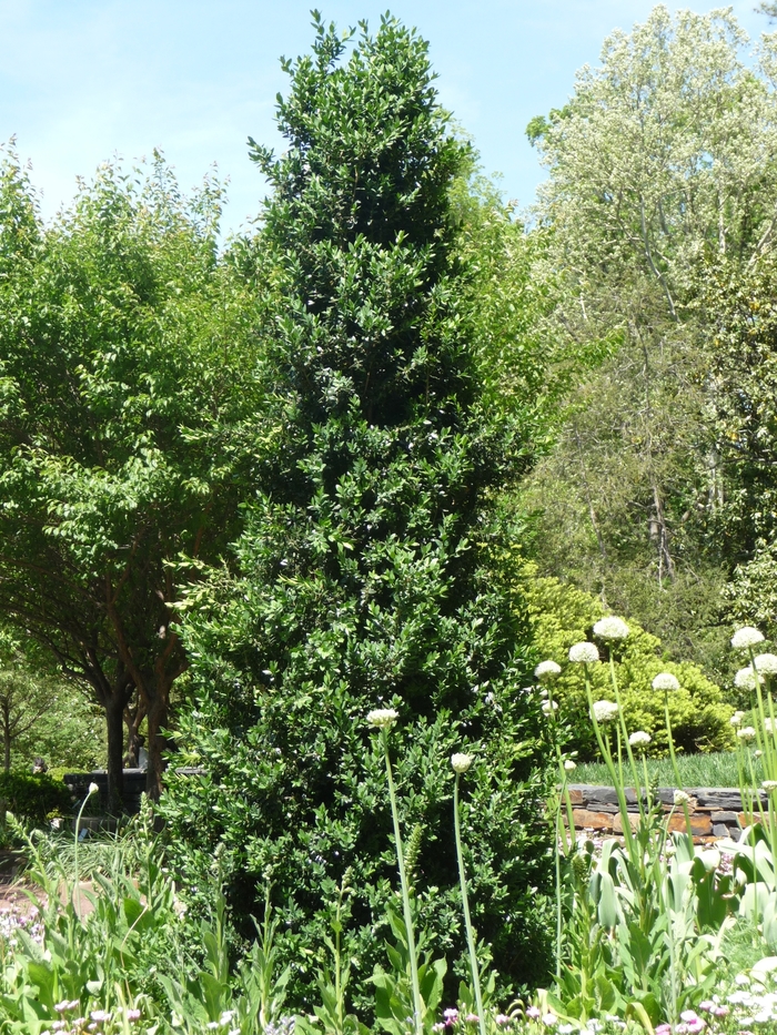 'Green Mountain' Boxwood - Buxus from Paradise Acres Garden Center