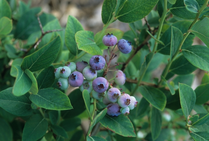 'Elliott' Blueberry - Vaccinium corymbosum from Paradise Acres Garden Center