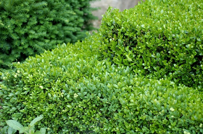 'Green Gem' Boxwood - Buxus from Paradise Acres Garden Center