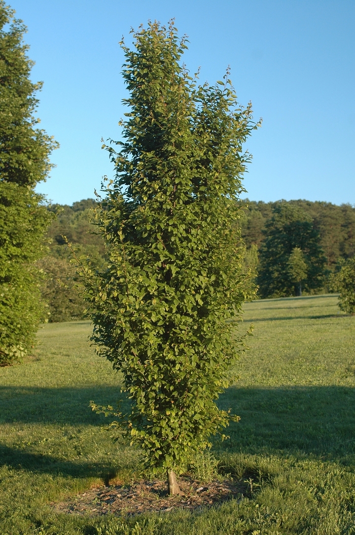 'Frans Fontaine' Hornbeam - Carpinus betulus from Paradise Acres Garden Center