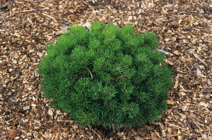 'Mitsch Mini' Dwarf Mugo Pine - Pinus mugo from Paradise Acres Garden Center