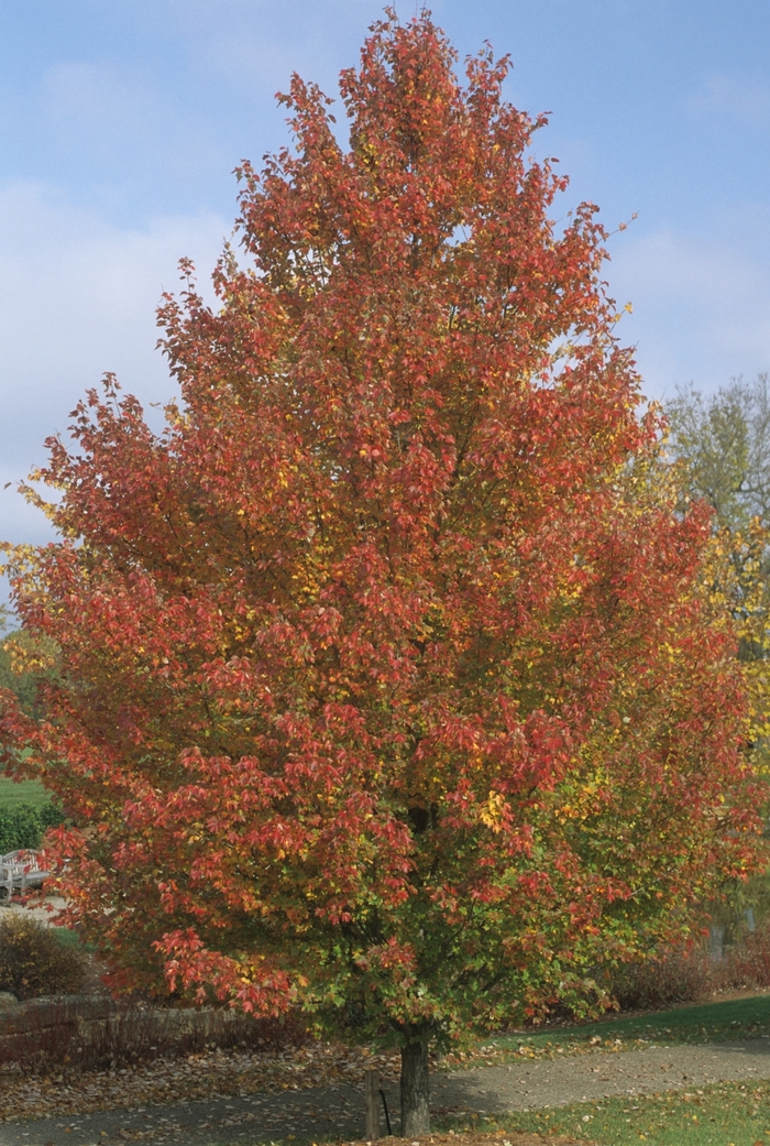 'Red Sunset®' Red Maple - Acer rubrum from Paradise Acres Garden Center