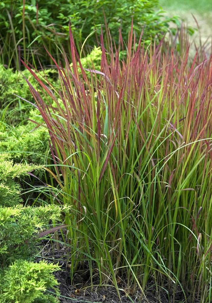 'Red Baron' Japanese Blood Grass - Imperata cylindrica from Paradise Acres Garden Center
