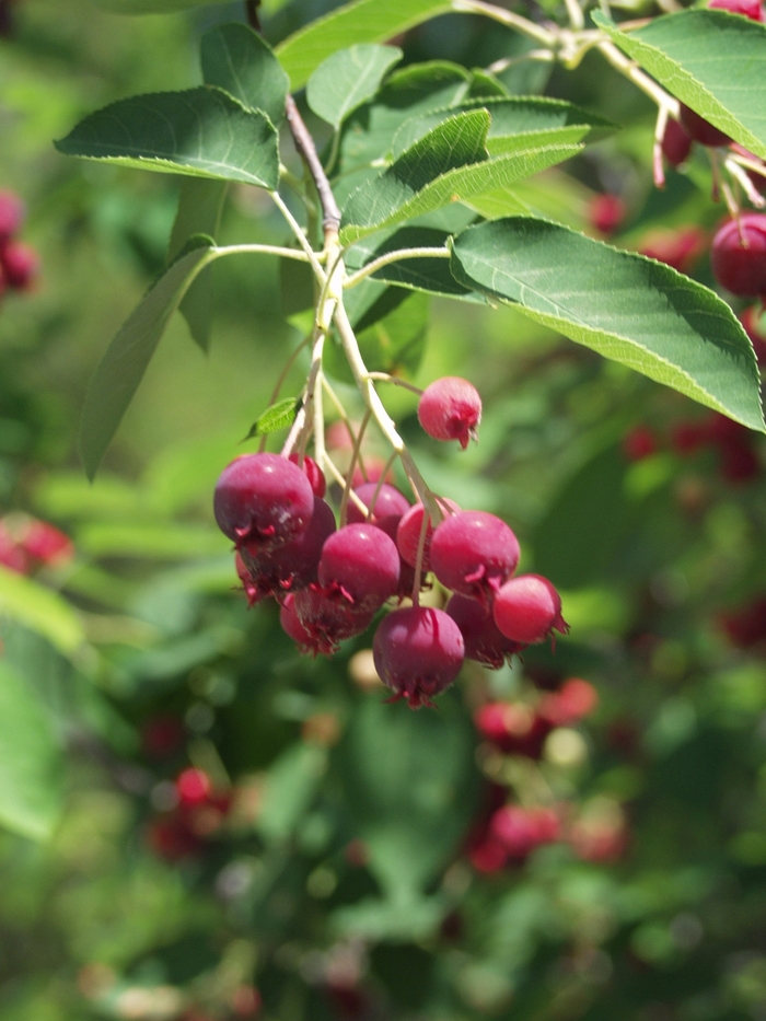 'Autumn Brilliance™' Serviceberry - Amelanchier x grandiflora from Paradise Acres Garden Center