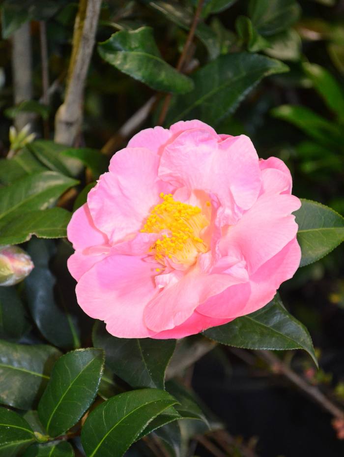 'Pink Icicle' - Camellia japonica from Paradise Acres Garden Center