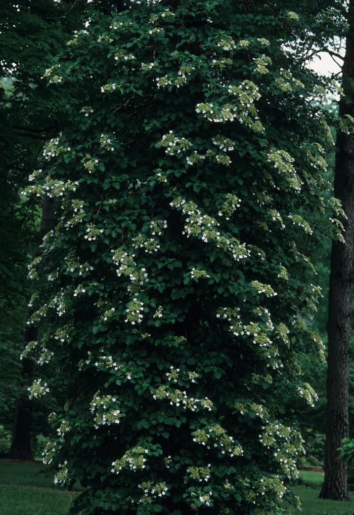 Climbing Hydrangea - Hydrangea anomala petiolaris from Paradise Acres Garden Center