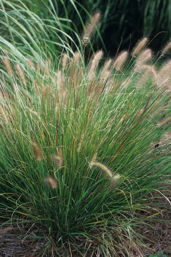 Fountain Grass - Pennisetum alopecuroides from Paradise Acres Garden Center