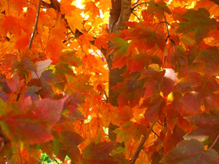 'October Glory' Red Maple - Acer rubrum from Paradise Acres Garden Center