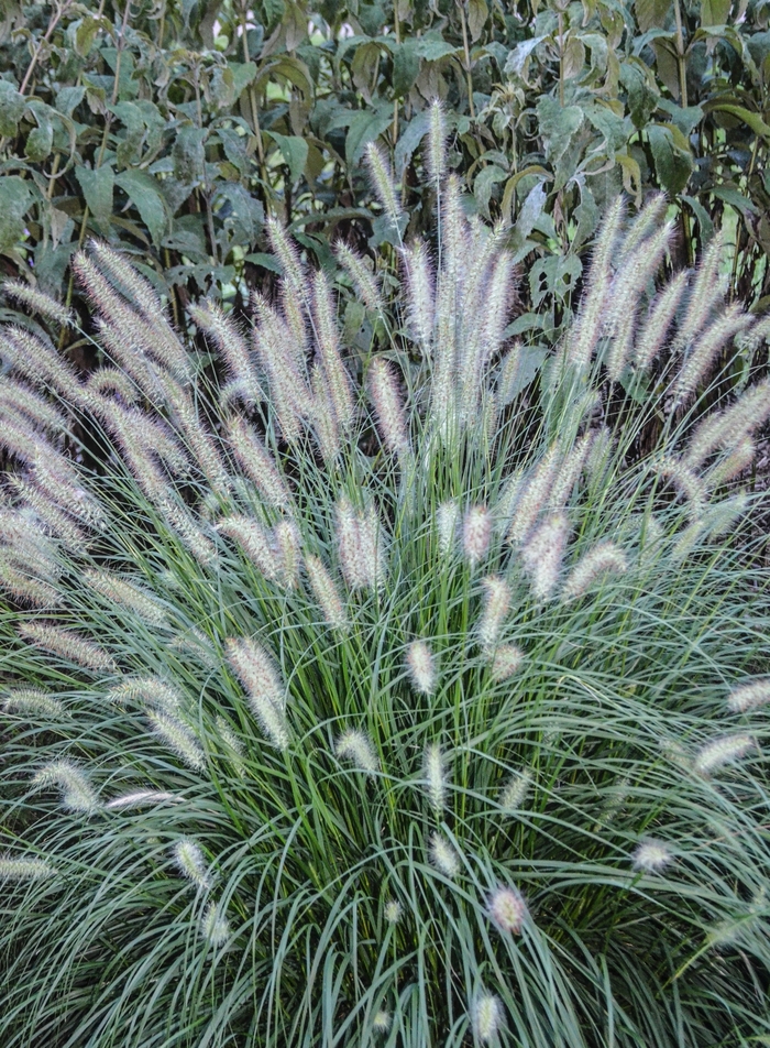 'Hameln' Dwarf Fountain Grass - Pennisetum alopecuroides from Paradise Acres Garden Center