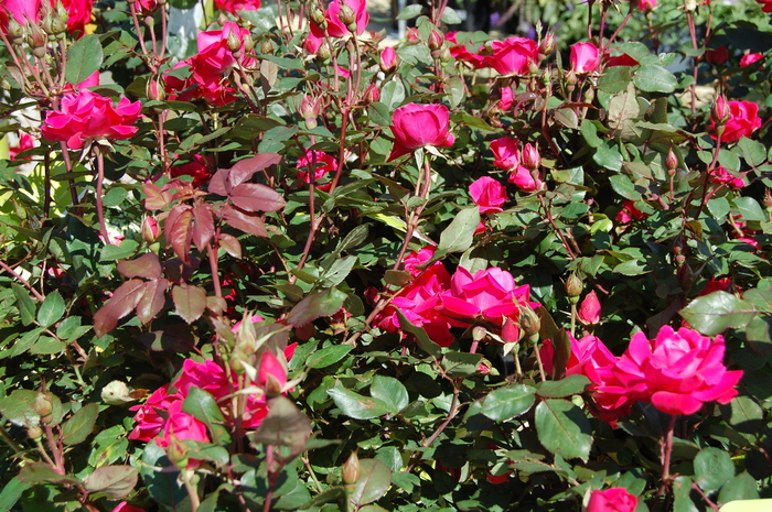 Knock Out® Pink Double - Rosa (Shrub Rose) from Paradise Acres Garden Center