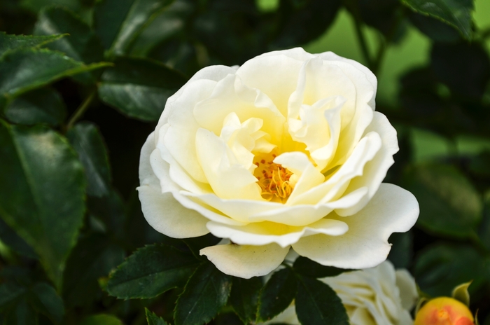 'Popcorn Drift®' Rose - Rosa from Paradise Acres Garden Center