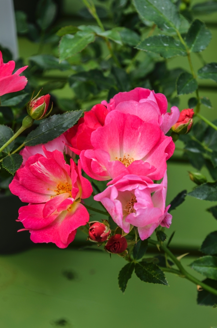 'Pink Drift®' Rose - Rosa from Paradise Acres Garden Center
