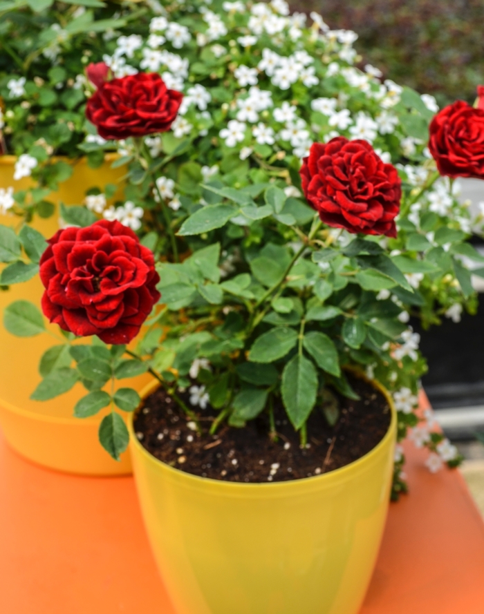 Sunblaze® Red - Rosa (Rose) from Paradise Acres Garden Center