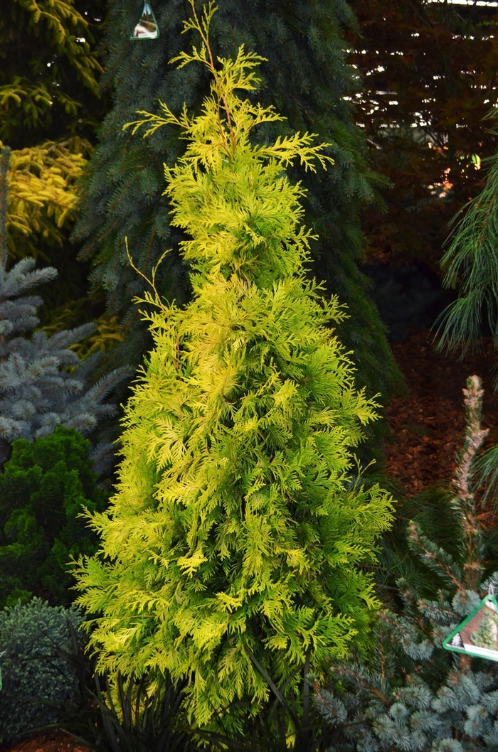 'Yellow Ribbon' Arborvitae - Thuja occidentalis from Paradise Acres Garden Center