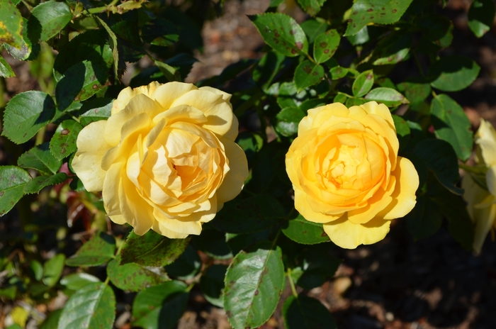 'Julia Child™' Rose - Rosa from Paradise Acres Garden Center