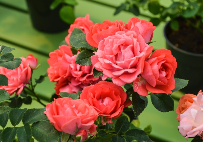 'Coral Drift®' Rose - Rosa from Paradise Acres Garden Center