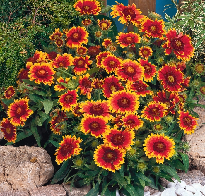 'Arizona Sun' Blanket Flower - Gaillardia from Paradise Acres Garden Center