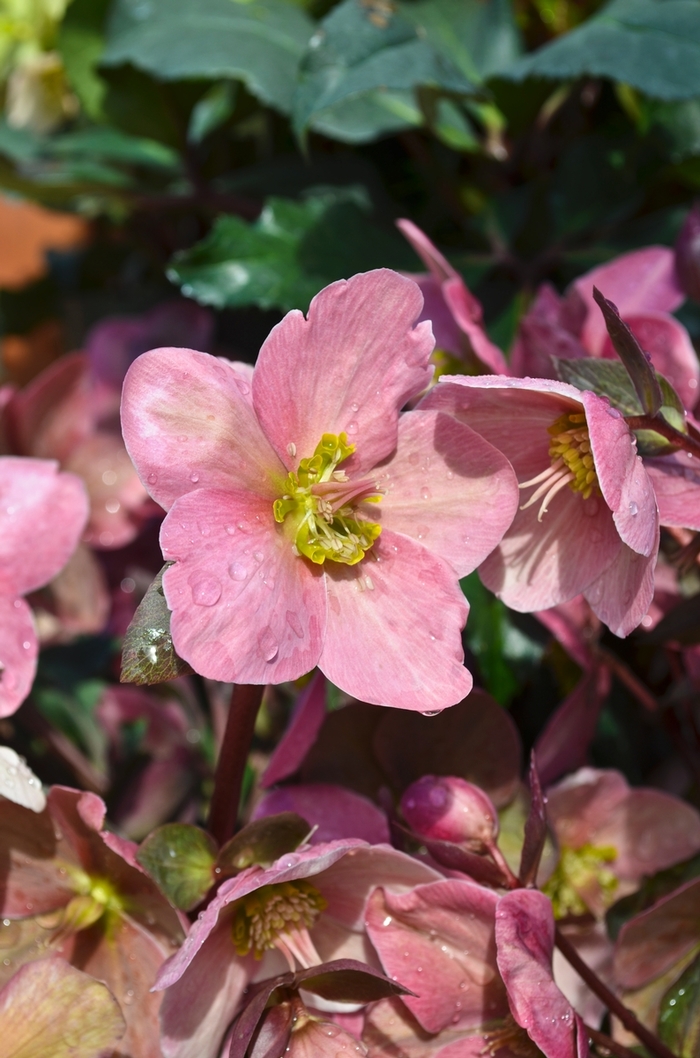 Gold Collection® 'Pink Frost' - Helleborus x ericsmithii (Lenten Rose) from Paradise Acres Garden Center