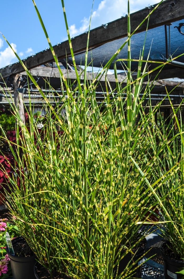 'Strictus' Porcupine Grass - Miscanthus sinensis from Paradise Acres Garden Center