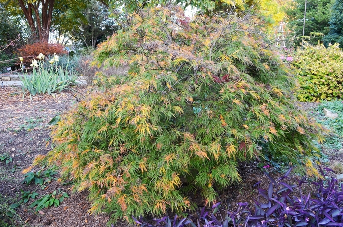'Waterfall' Laceleaf Japanese Maple - Acer palmatum var. dissectum from Paradise Acres Garden Center