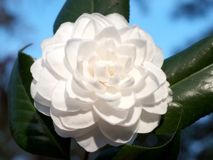 'Seafoam' - Camellia japonica from Paradise Acres Garden Center