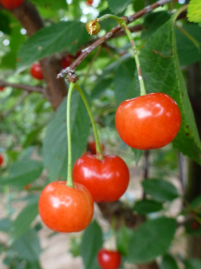 'Montmorency' Montmorency Cherry - Prunus from Paradise Acres Garden Center