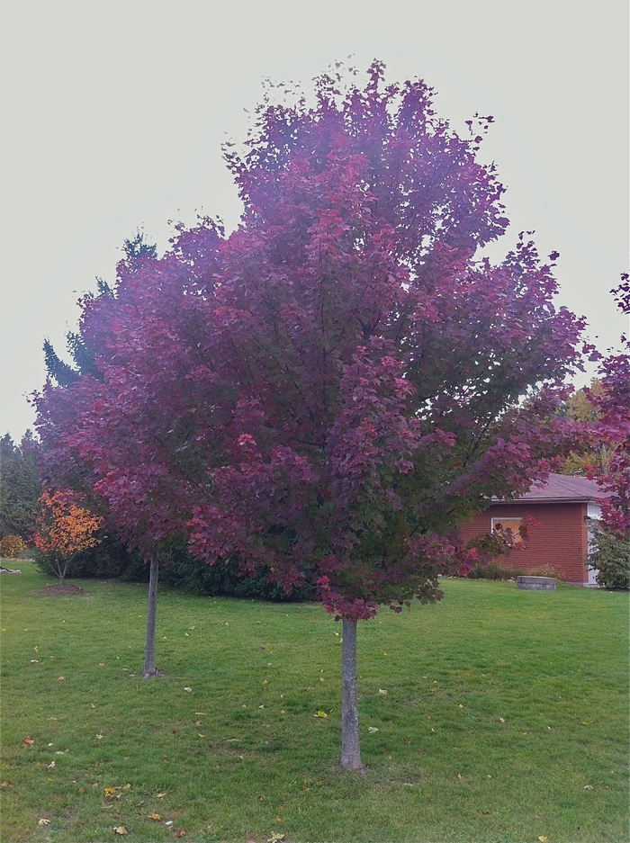 'Brandywine' Red Maple - Acer rubrum from Paradise Acres Garden Center