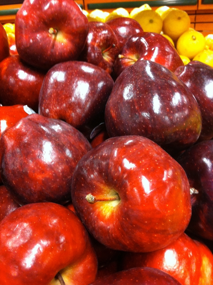 'Red Delicious' Apple - Malus domestica from Paradise Acres Garden Center