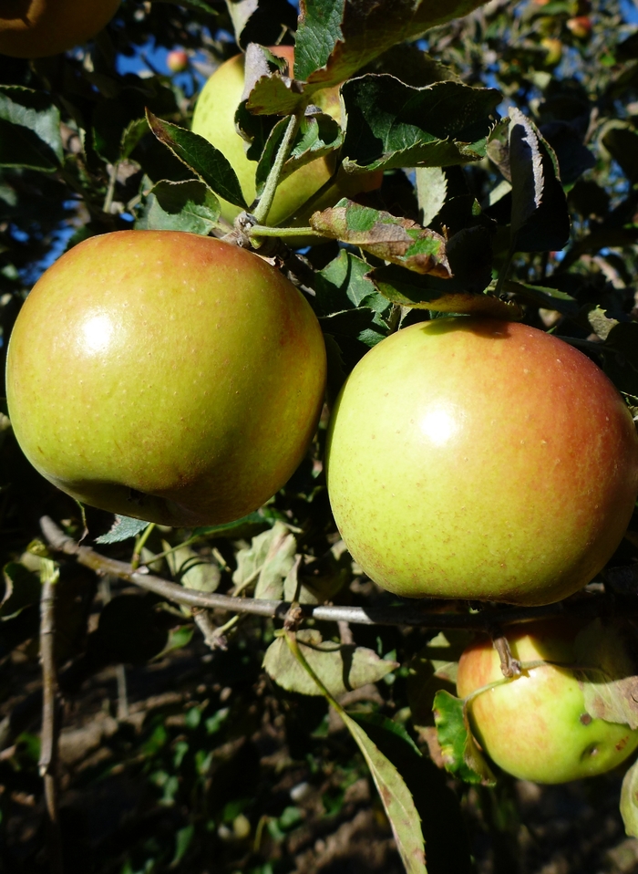 'Jonagold' Apple - Malus domestica from Paradise Acres Garden Center