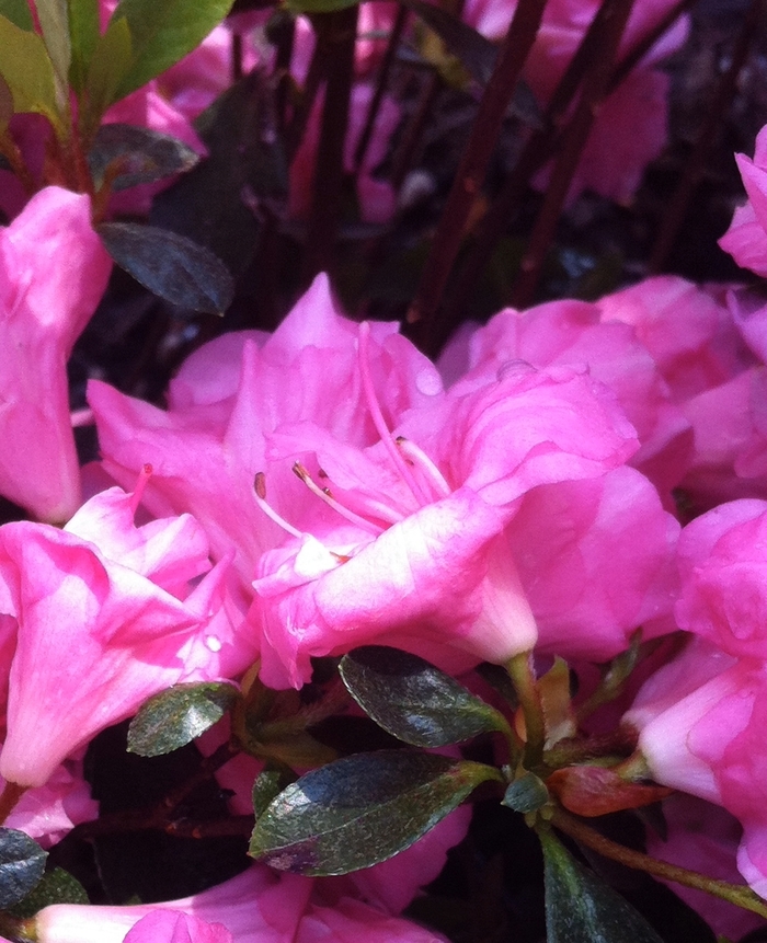 'Rosebud' Azalea - Rhododendron Gable hybrid from Paradise Acres Garden Center