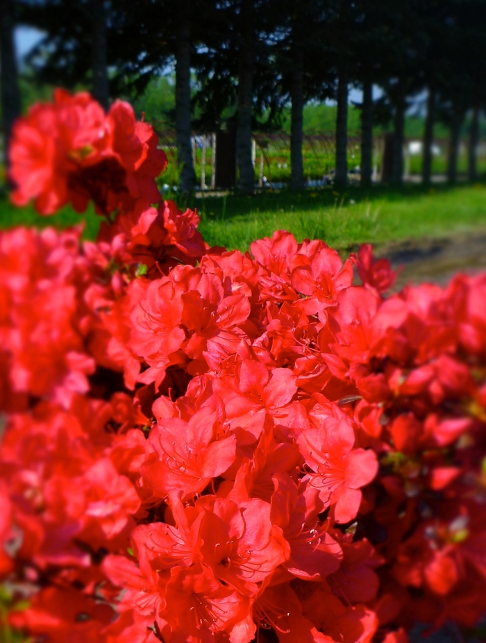 'Mother's Day' Azalea - Rhododendron Kurume hybrid from Paradise Acres Garden Center