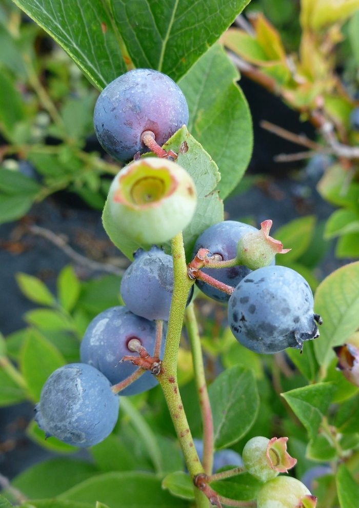 'Polaris' Blueberry - Vaccinium from Paradise Acres Garden Center