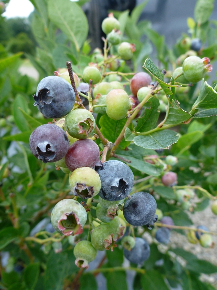 'Bluegold' Blueberry - Vaccinium corymbosum from Paradise Acres Garden Center
