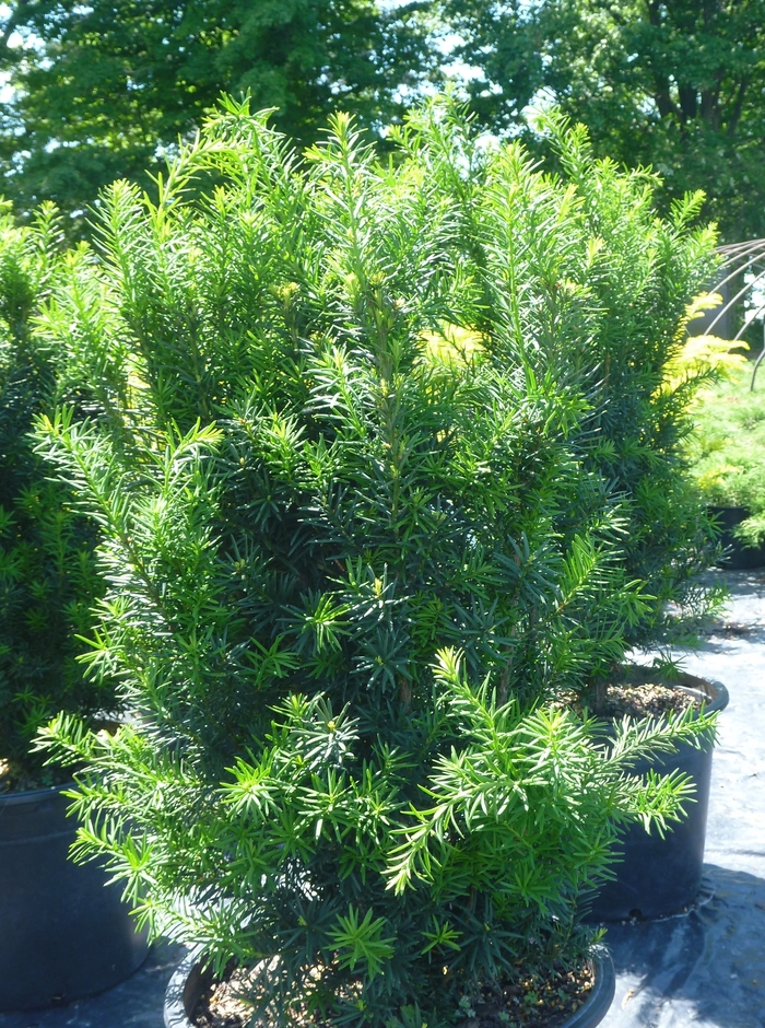 'Hicksii' Yew - Taxus x media from Paradise Acres Garden Center